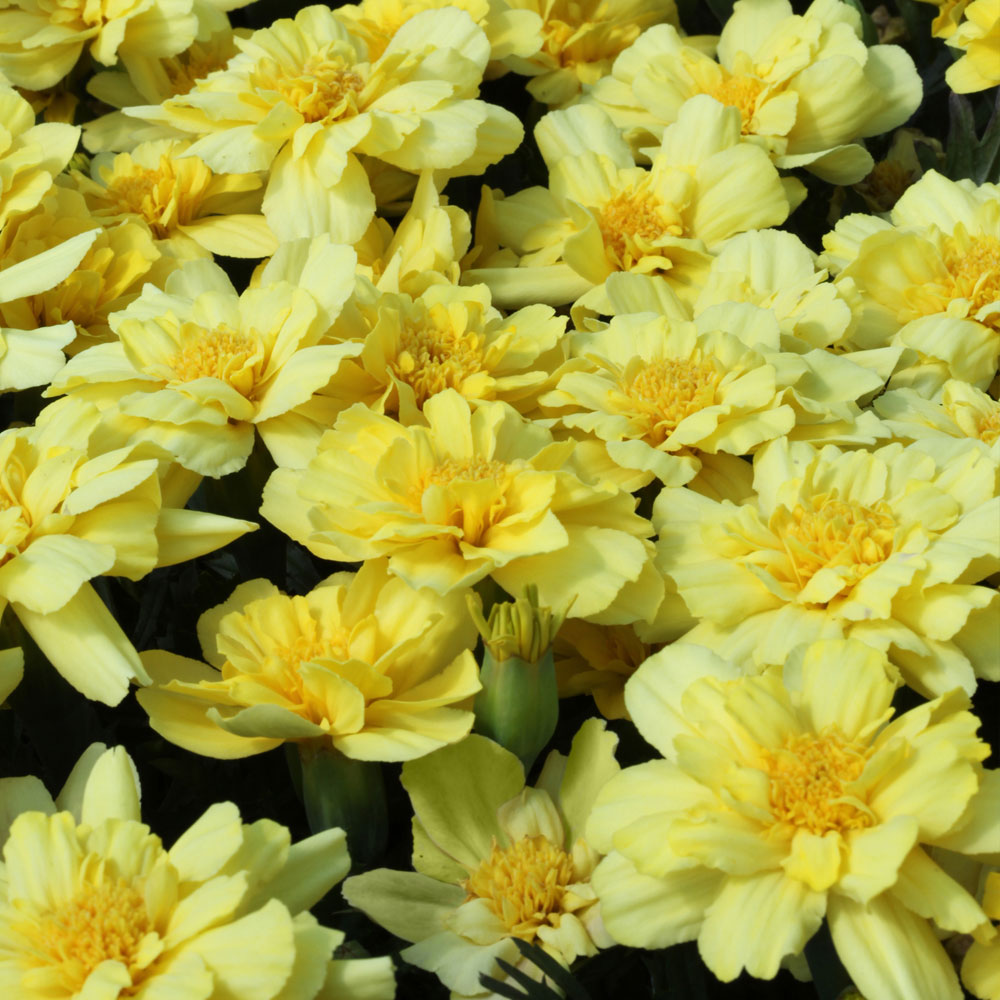 Alumia Vanilla Cream Marigold Seeds / 30 Seeds