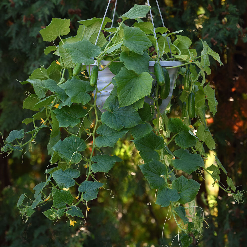 Kitchen Minis™ Quick Snack Hybrid Cucumber / 10 Seeds