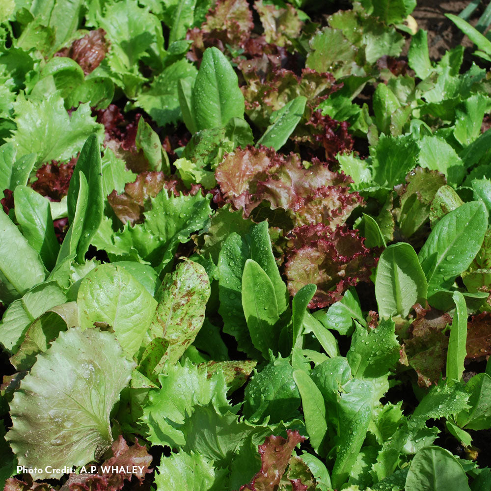 Heirloom Cutting Blend Lettuce Seeds / 1000 Seeds